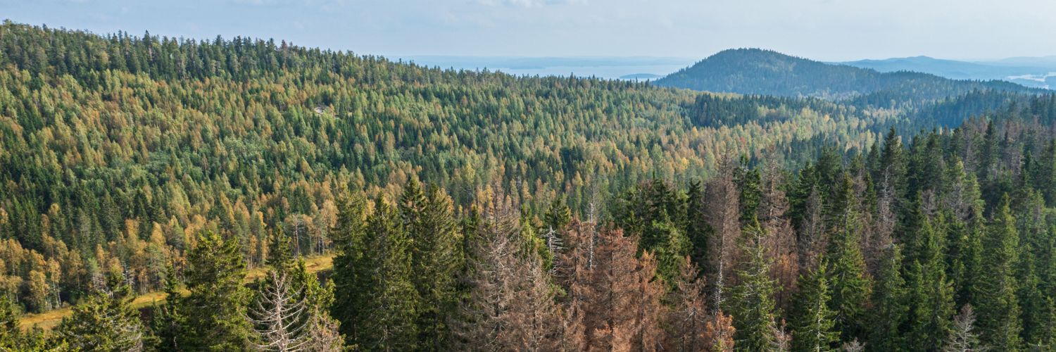 Näkymä Paimenenvaaran yltä Kolin rinteille. Etualan punaiset kuuset ovat kuolleet kirjanpainajan iskeymän seurauksena. Kuva © UEF Metsätieteiden osasto / Jarno Artika